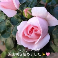 Rosery（ローズリー）
