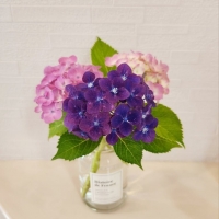 Blue Rose