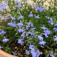 Rosemary