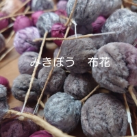 みきぼう～Sucre～