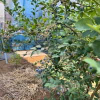 lecuneige（ルクネージュ）