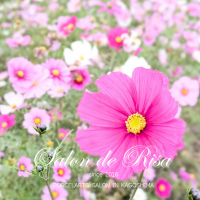 サロンドリサ【Salon de Risa】