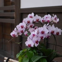 La Belle Vie(ラ べルヴィ）