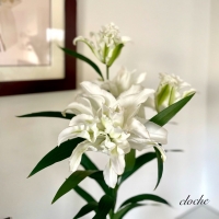 cloche (クロチェ)