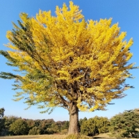 アトリエ・ラ・フランス