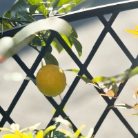 Atelier BLUE（ｱﾄﾘｴ ﾌﾞﾙｰ）