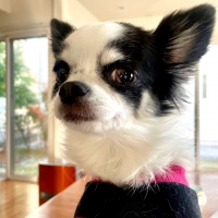 cloche (クロチェ)