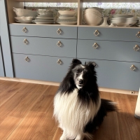 InfiniRose(アンフィニローズ）