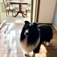 InfiniRose(アンフィニローズ）