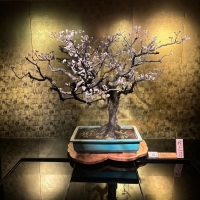 さくらいろ(咲楽色)