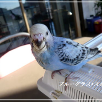 スタジオ＊ブルーグラス