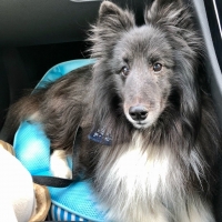 InfiniRose(アンフィニローズ）