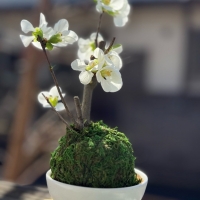 Atelier BLUE（ｱﾄﾘｴ ﾌﾞﾙｰ）