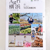 Princesa (プリン...