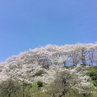 スタジオ＊ブルーグラス