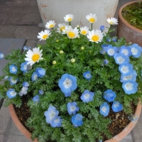 Princesa (プリン...