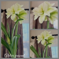 Atelier crescent