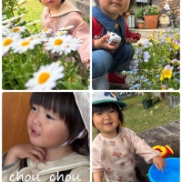 chou chou