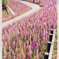 Rosery