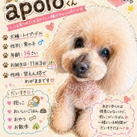 chou chou