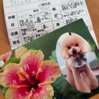 chou chou